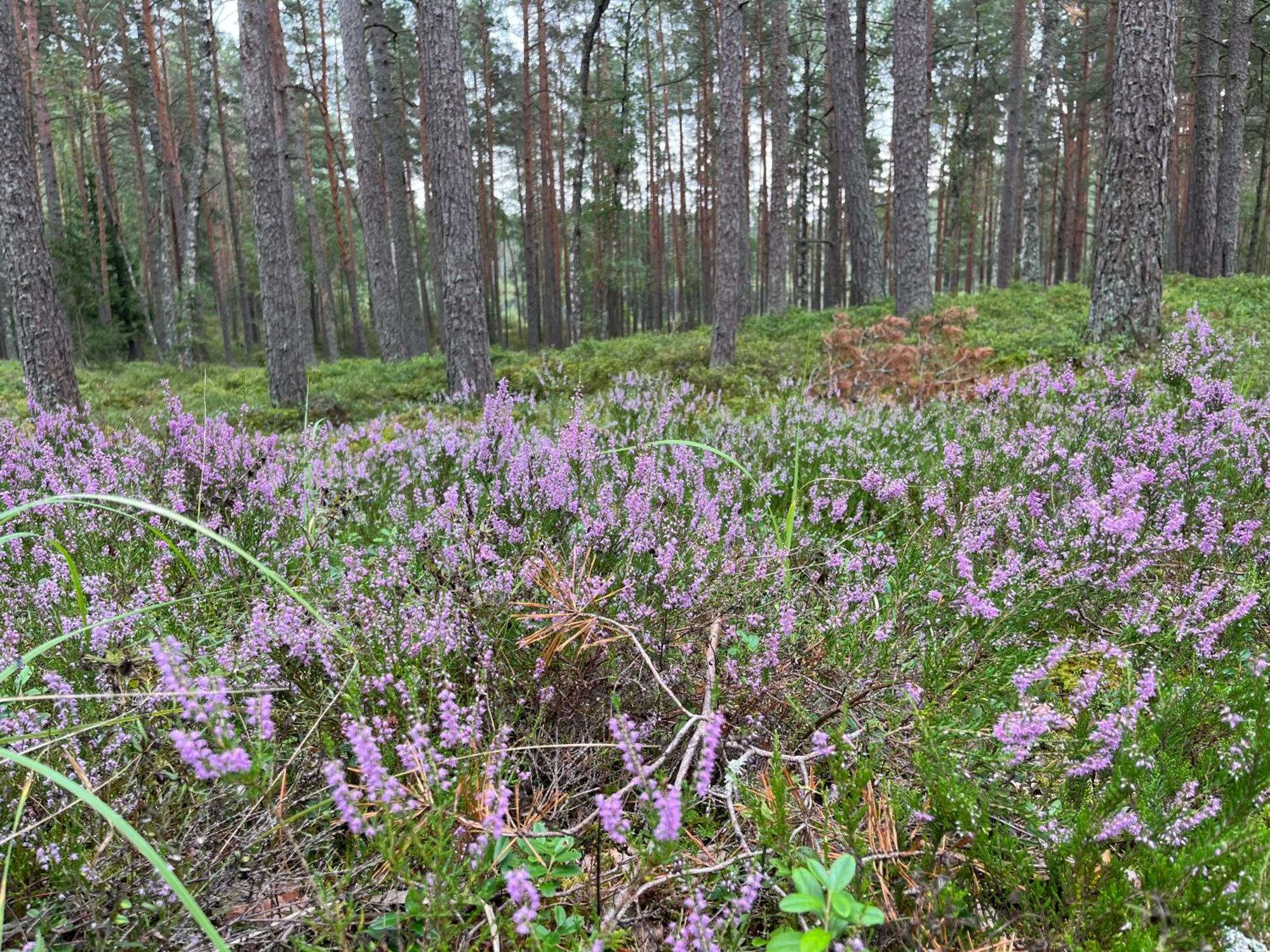 Auglu Ielas Pirts Maja Jūrkalne Esterno foto